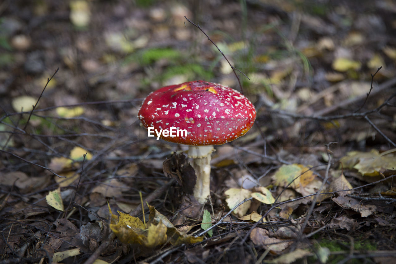 CLOSE-UP OF MUSHROOM ON FIELD