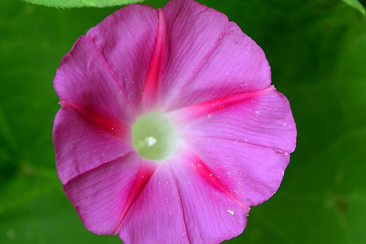 CLOSE-UP OF PINK FLOWER BLOOMING OUTDOORS