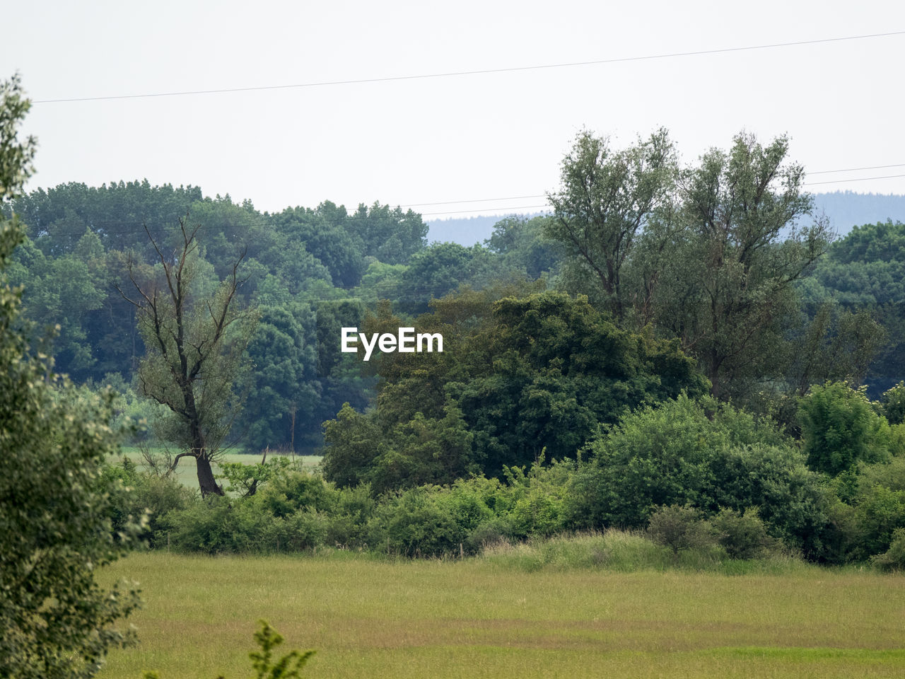 TREES ON LANDSCAPE