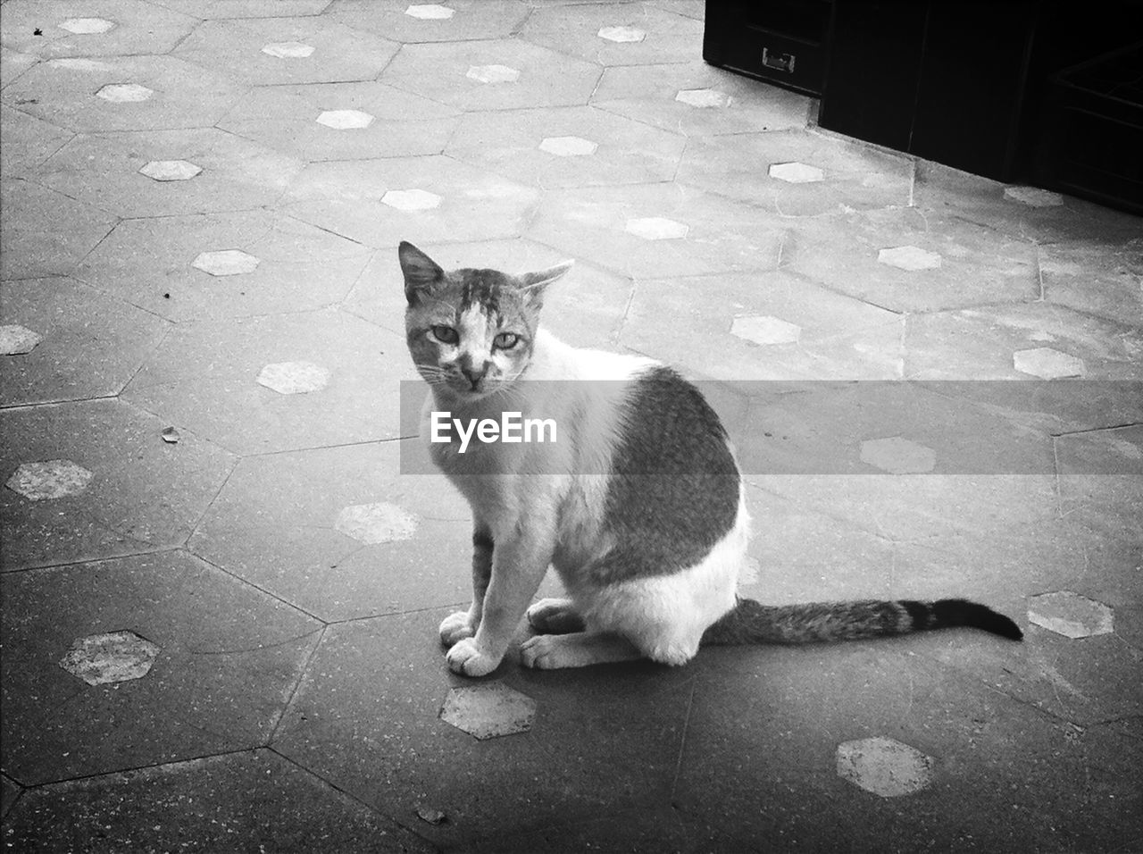 Portrait of cat sitting on floor