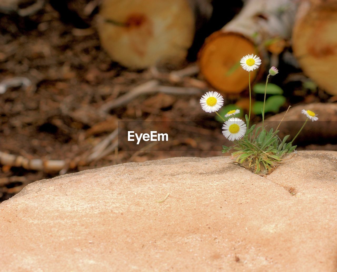 CLOSE-UP OF FLOWERING PLANT ON FIELD