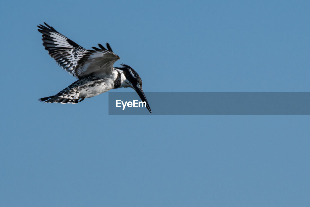 Low angle view of bird flying against clear blue sky