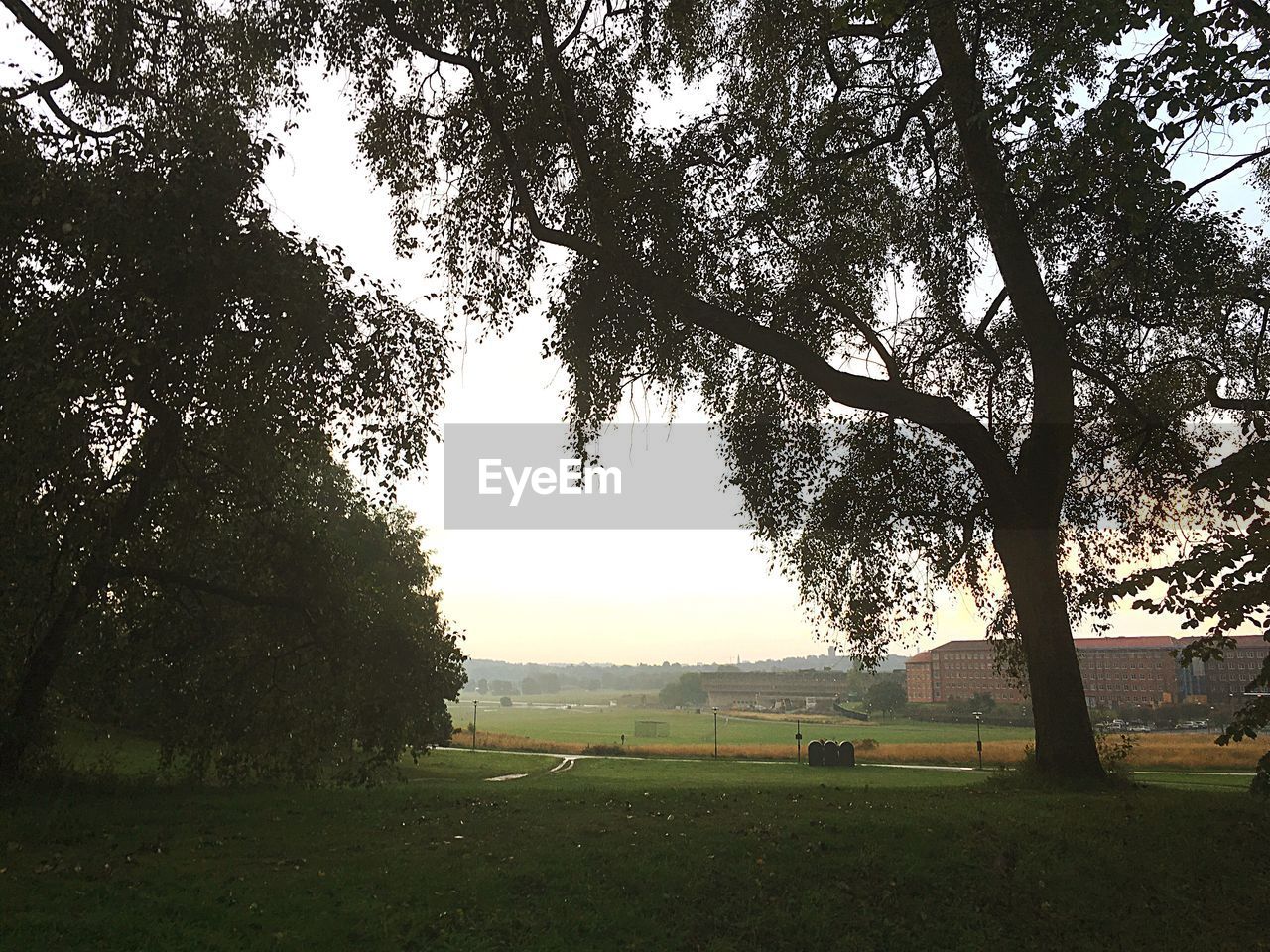 TREES ON FIELD