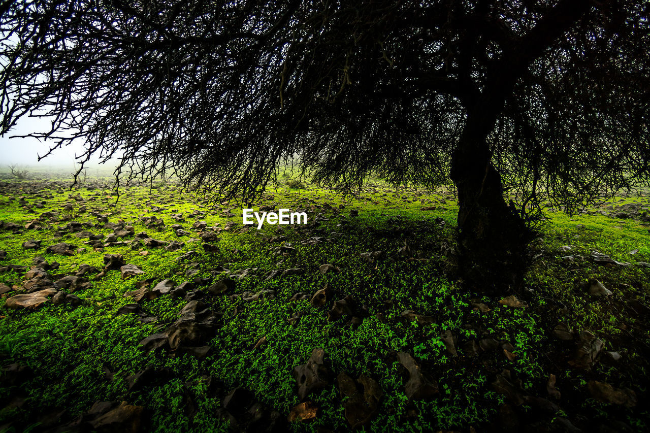 TREES AND PLANTS GROWING ON FIELD