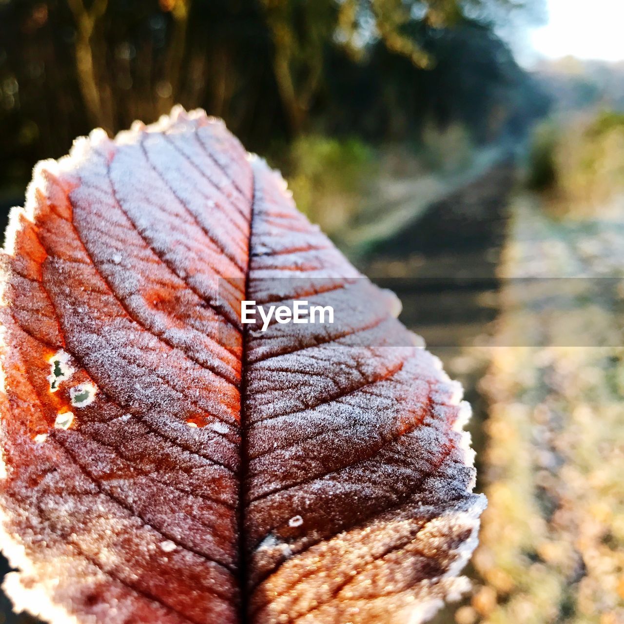 Close-up of autumn tree