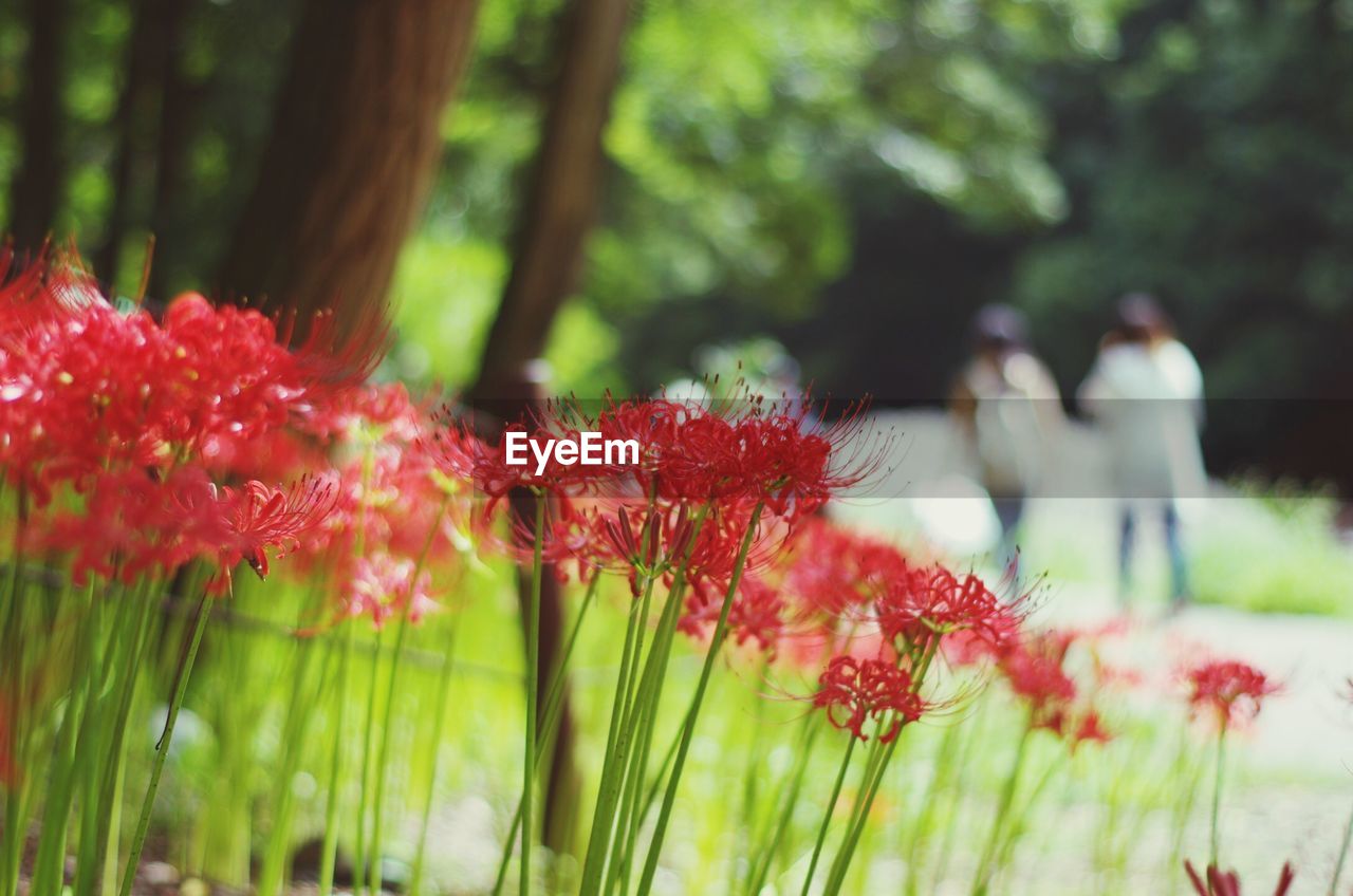 CLOSE-UP OF RED FLOWERING PLANT AGAINST TREES