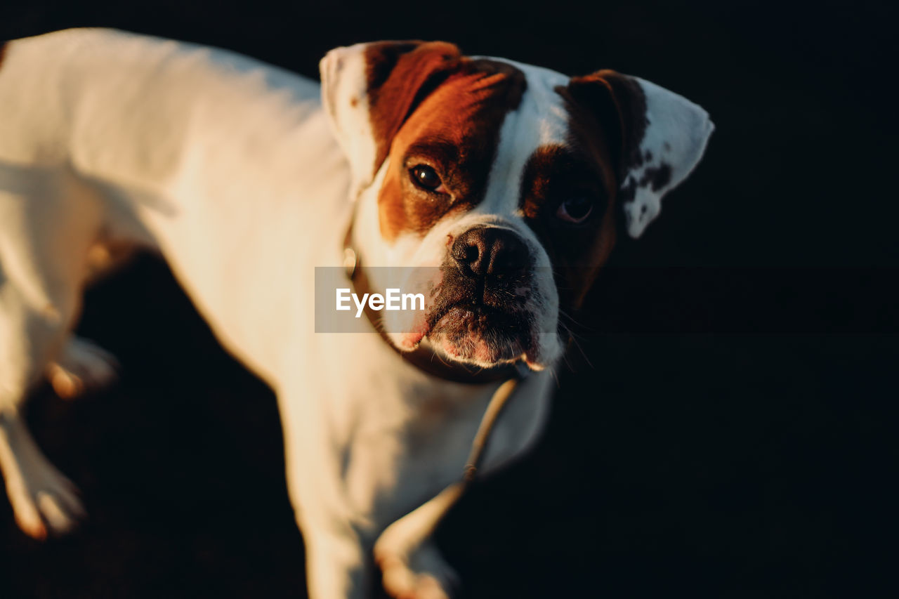 Young boxer dog, expressive muzzle