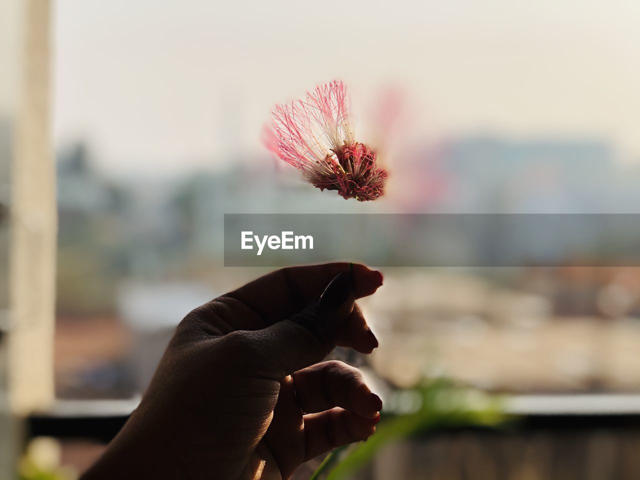 Close-up of woman hand holding red flower