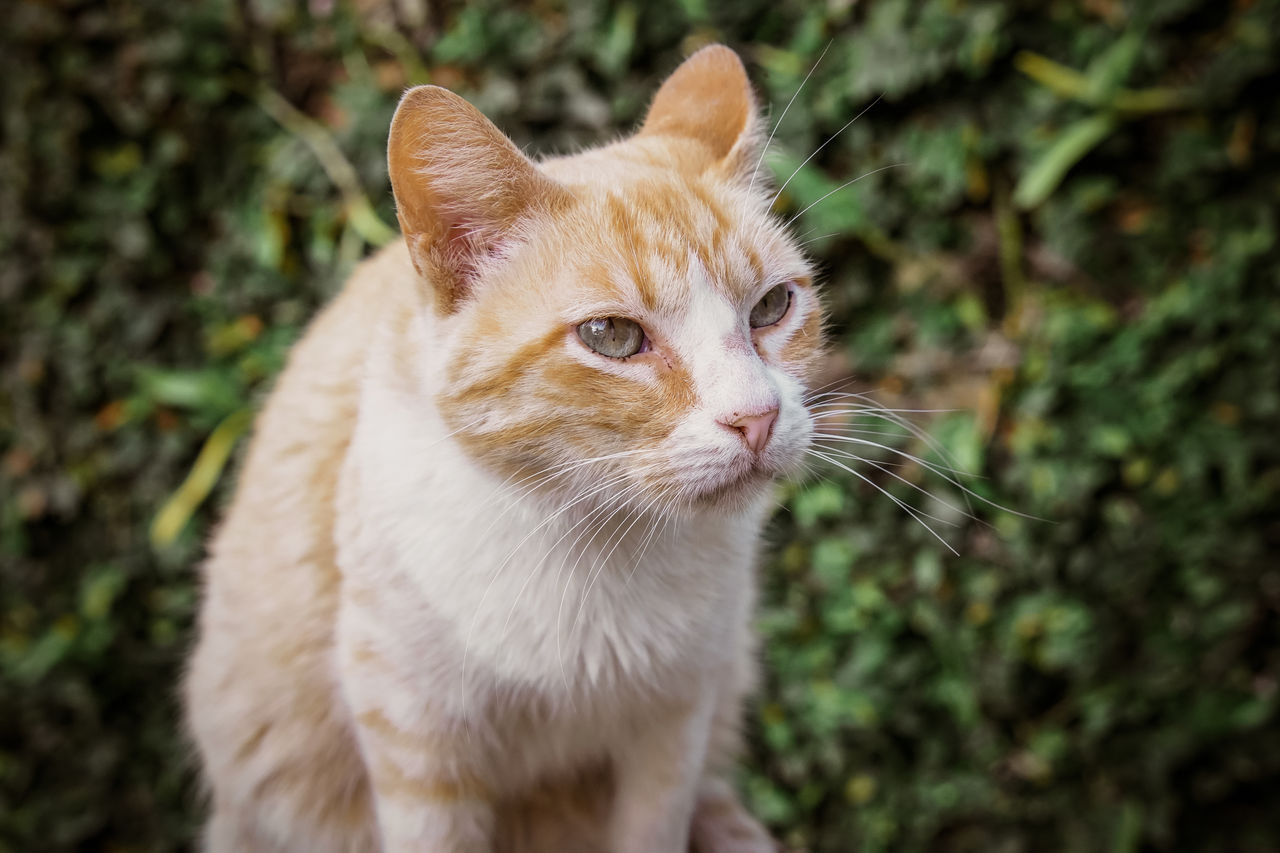 CLOSE-UP OF A CAT LOOKING AWAY OUTDOORS