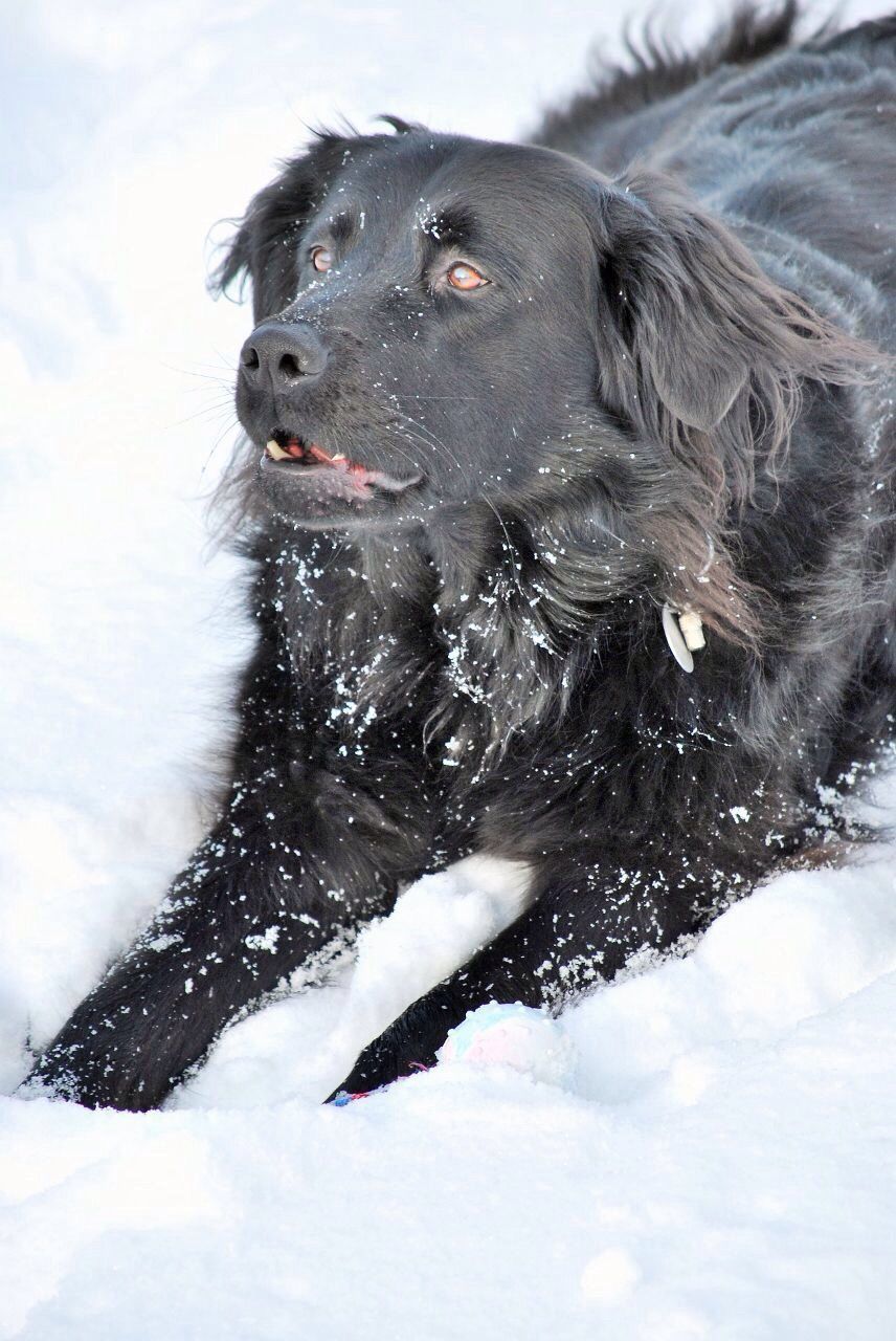 BLACK DOG SITTING ON SNOW