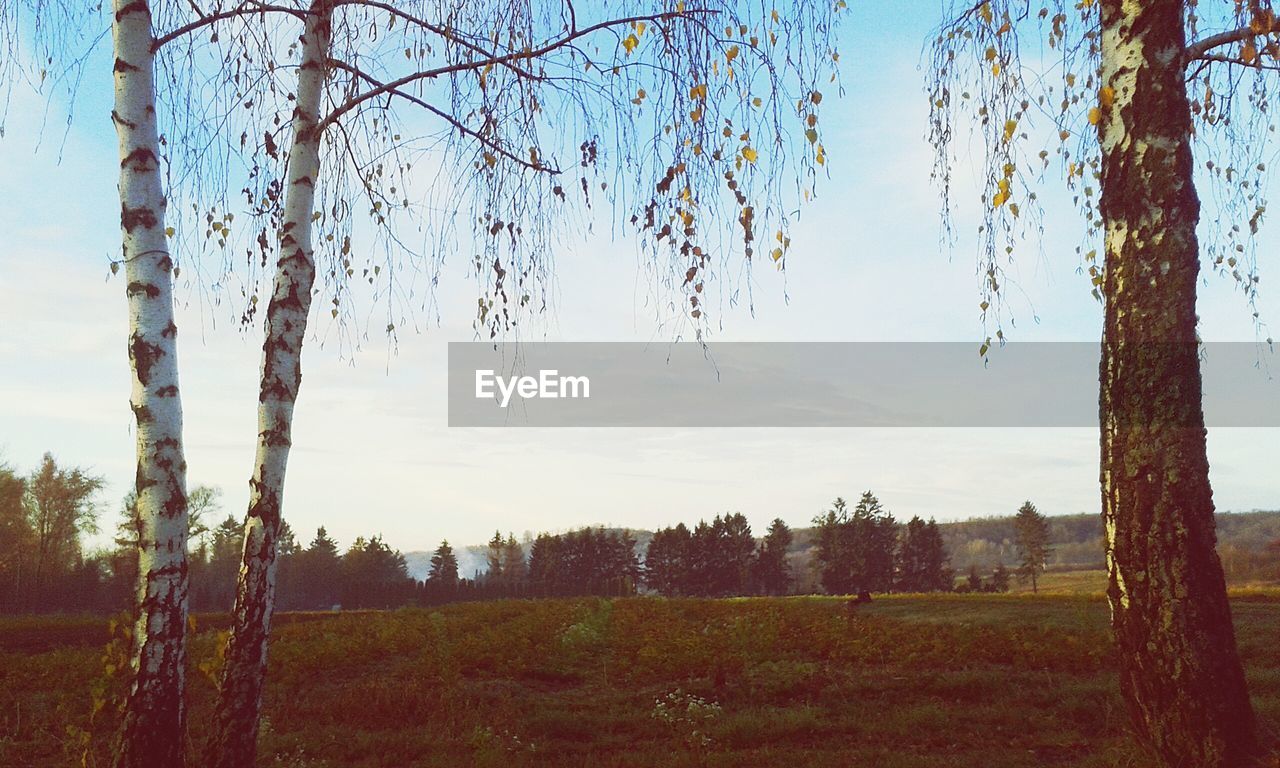 Trees on field against sky