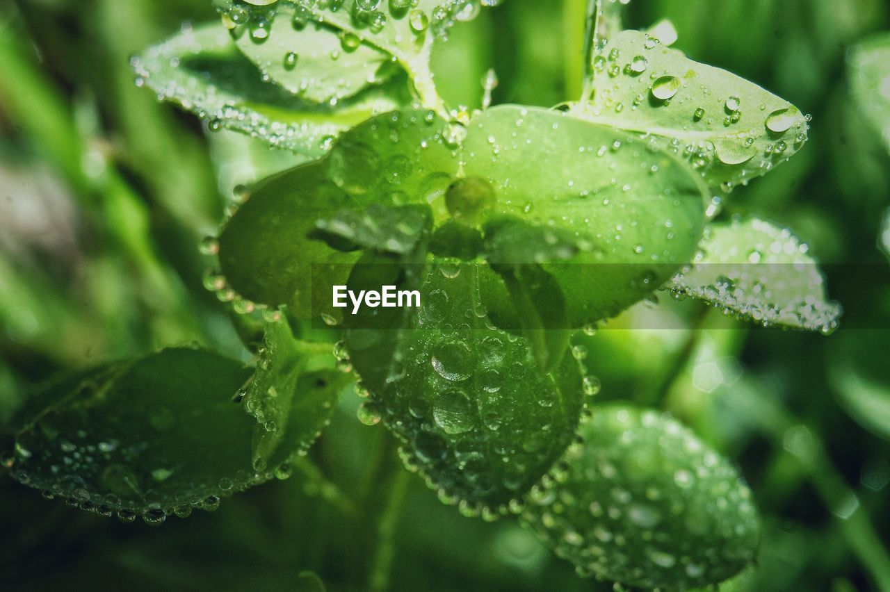 Close-up of wet plant leaves during rainy season