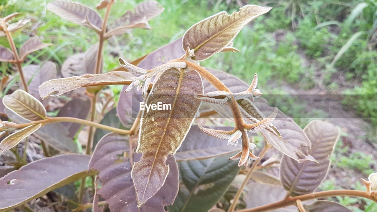 CLOSE-UP OF DRY LEAVES ON BRANCH