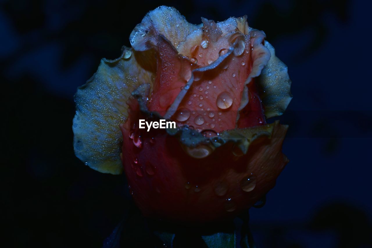 Close-up of wet rose