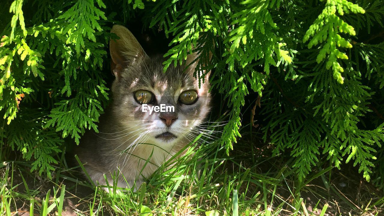 Close-up portrait of cat below plants during sunny day
