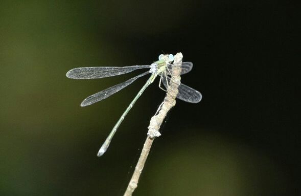 CLOSE-UP OF INSECT ON FLOWER