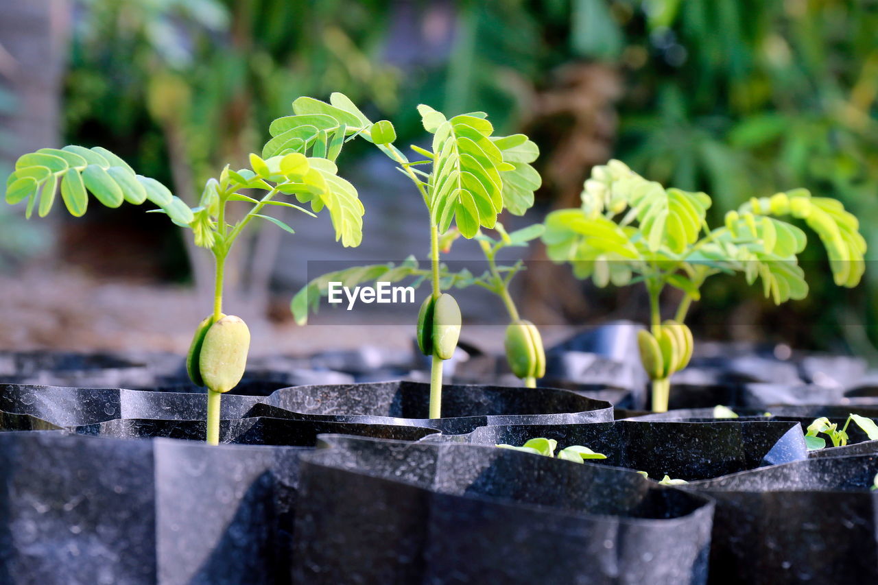 Close-up of plant growing outdoors