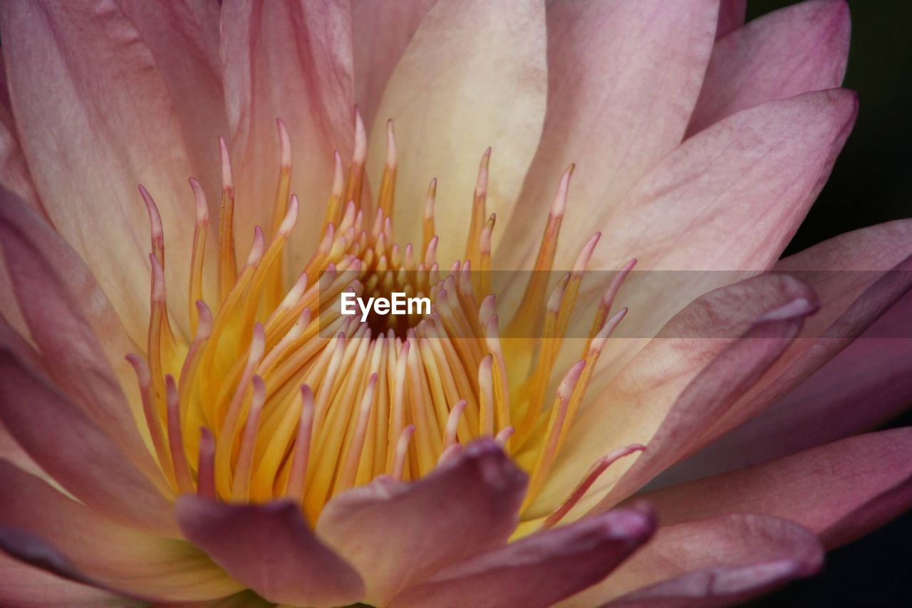 Close-up of lotus blooming in pond