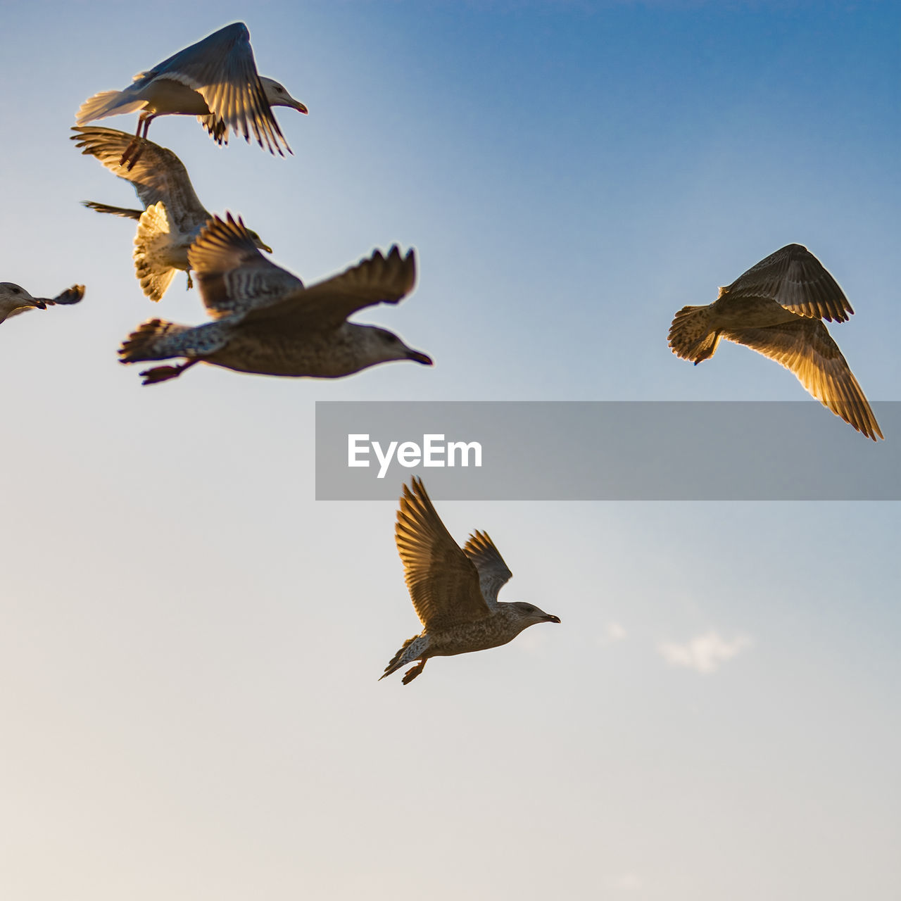 LOW ANGLE VIEW OF BIRDS FLYING