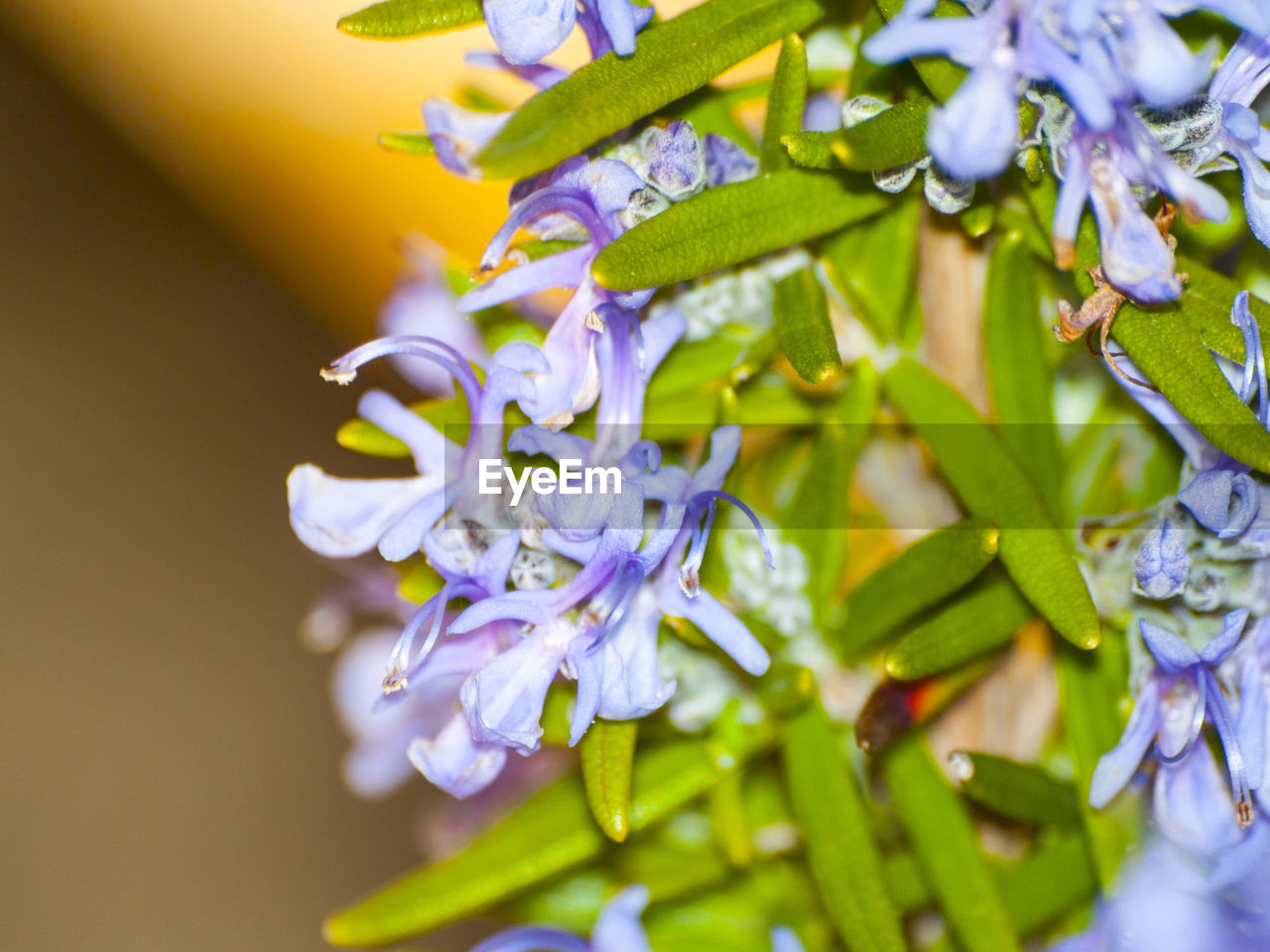 Close-up of flowers