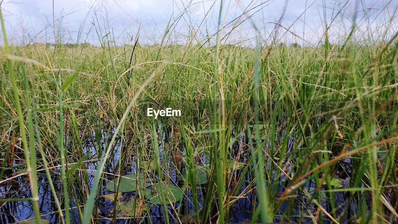 GRASS GROWING ON FIELD