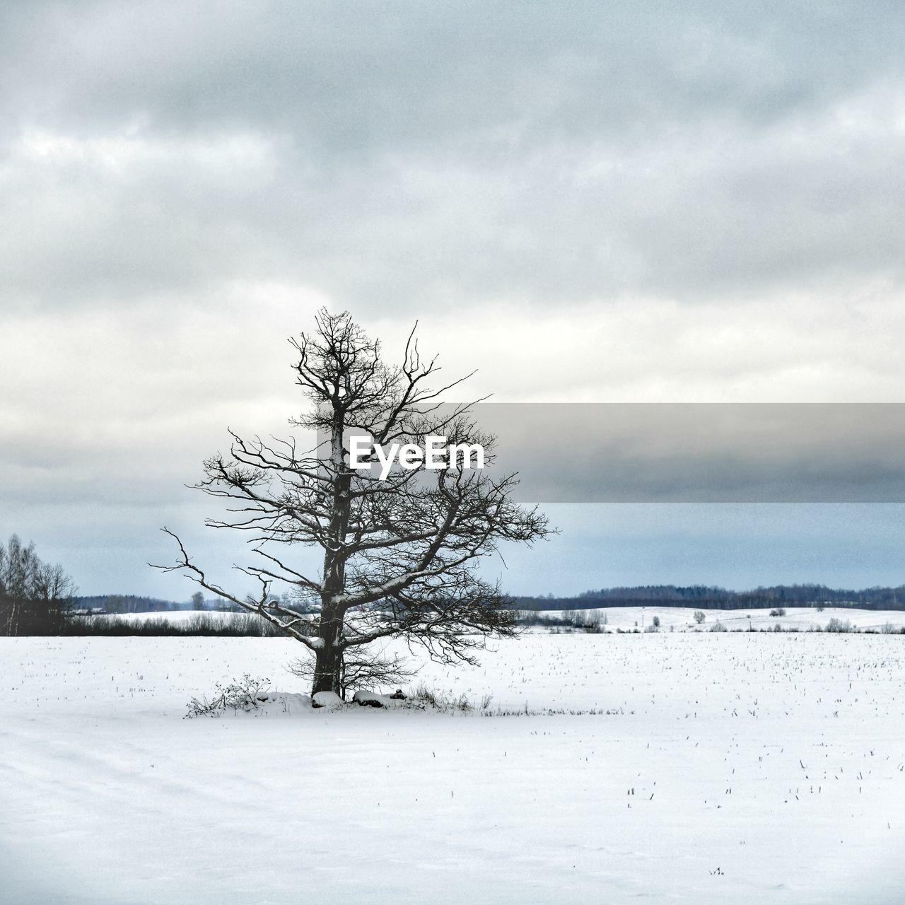 Bare tree on snow covered field against sky