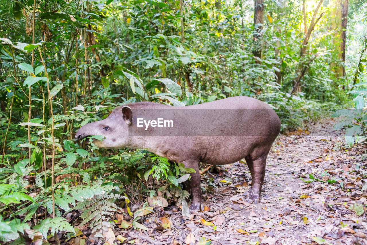 Brazilian tapir eating plants at madidi national park