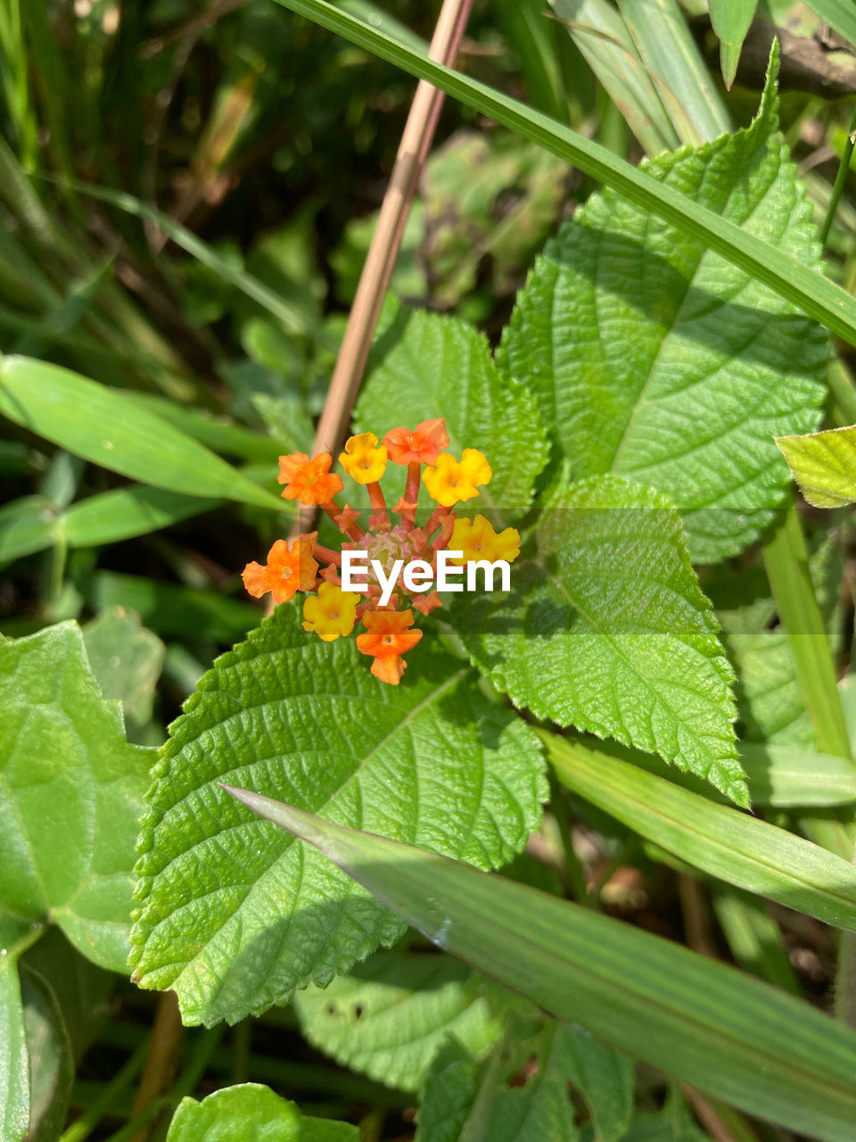 CLOSE-UP OF FLOWERING PLANT WITH RED FLOWER