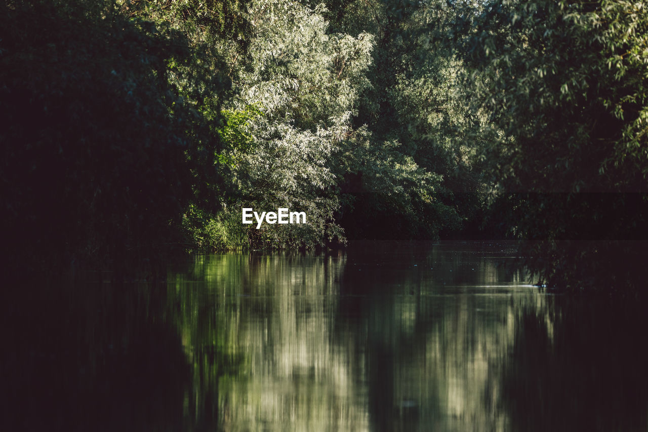 Scenic view of lake in forest