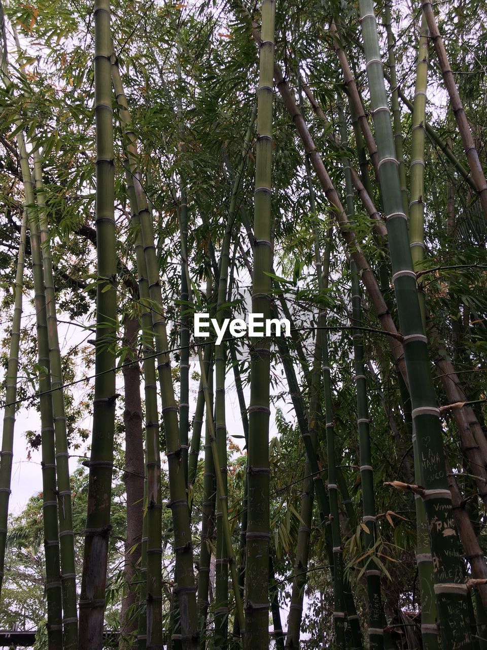 LOW ANGLE VIEW OF BAMBOO FOREST