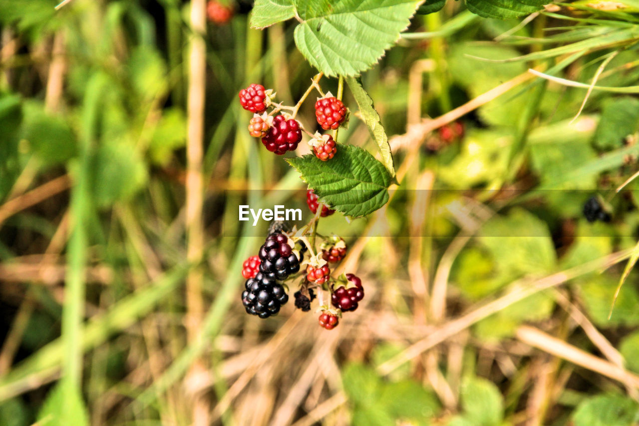 CLOSE-UP OF RED BERRIES GROWING ON PLANT