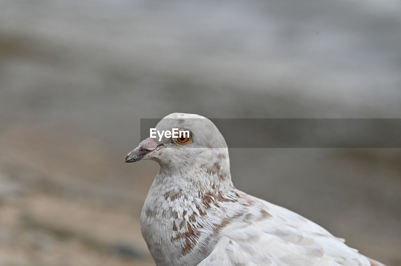 close-up of bird perching outdoors