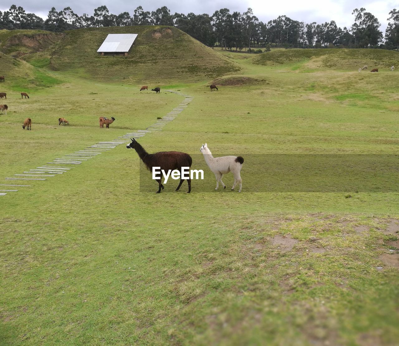 VIEW OF SHEEP GRAZING IN FIELD