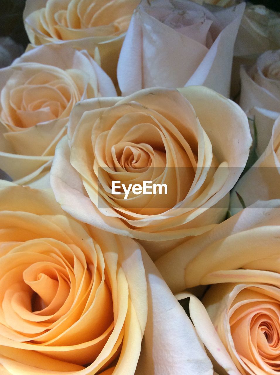 HIGH ANGLE VIEW OF ROSE BOUQUET ON WHITE ROSES