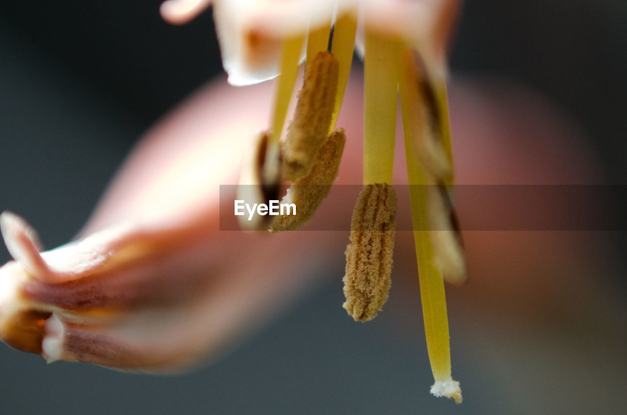 Extreme close-up of flower stamen