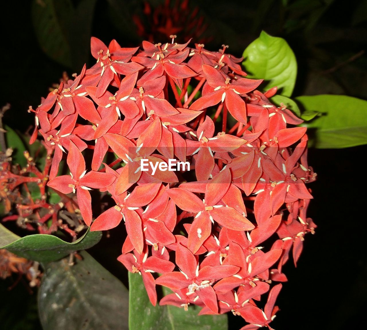 CLOSE-UP OF RED LEAVES ON PLANT