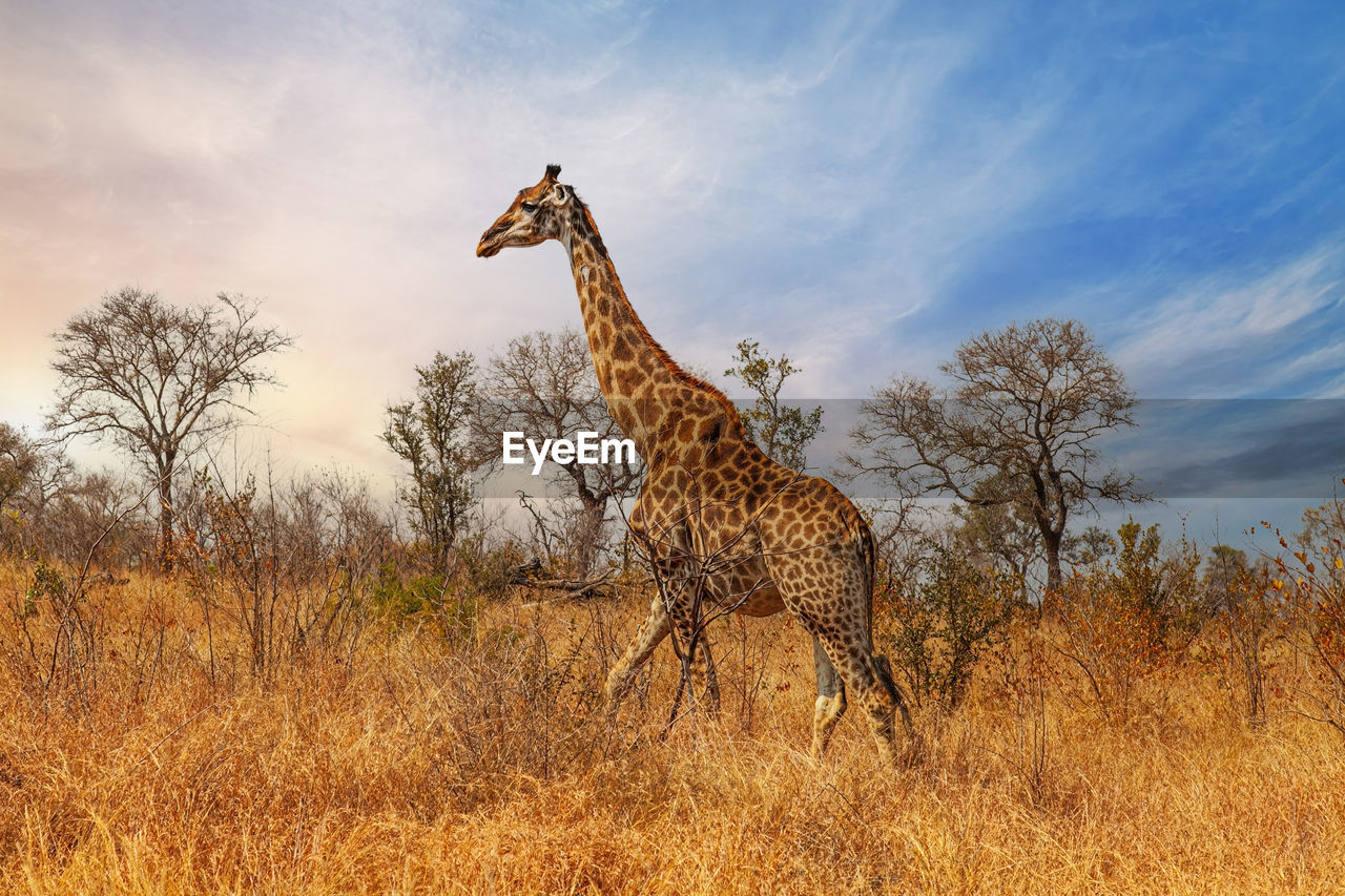 One giraffe walking through the savannah