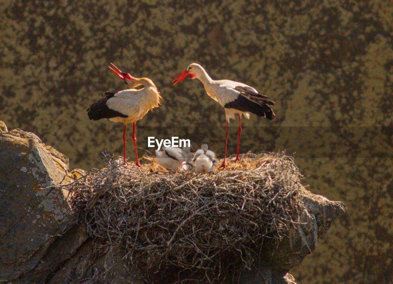 BIRDS FLYING OVER NEST