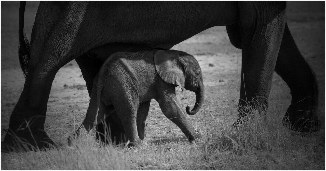 Low section of african elephant with calf walking on grassy field