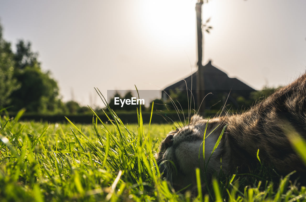 Cat in grass during late afternoon