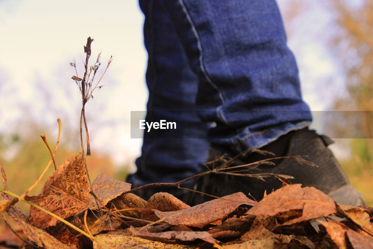Women's legs in blue jeans and black sneakers against the background of autumn yellow-orange leaves. 