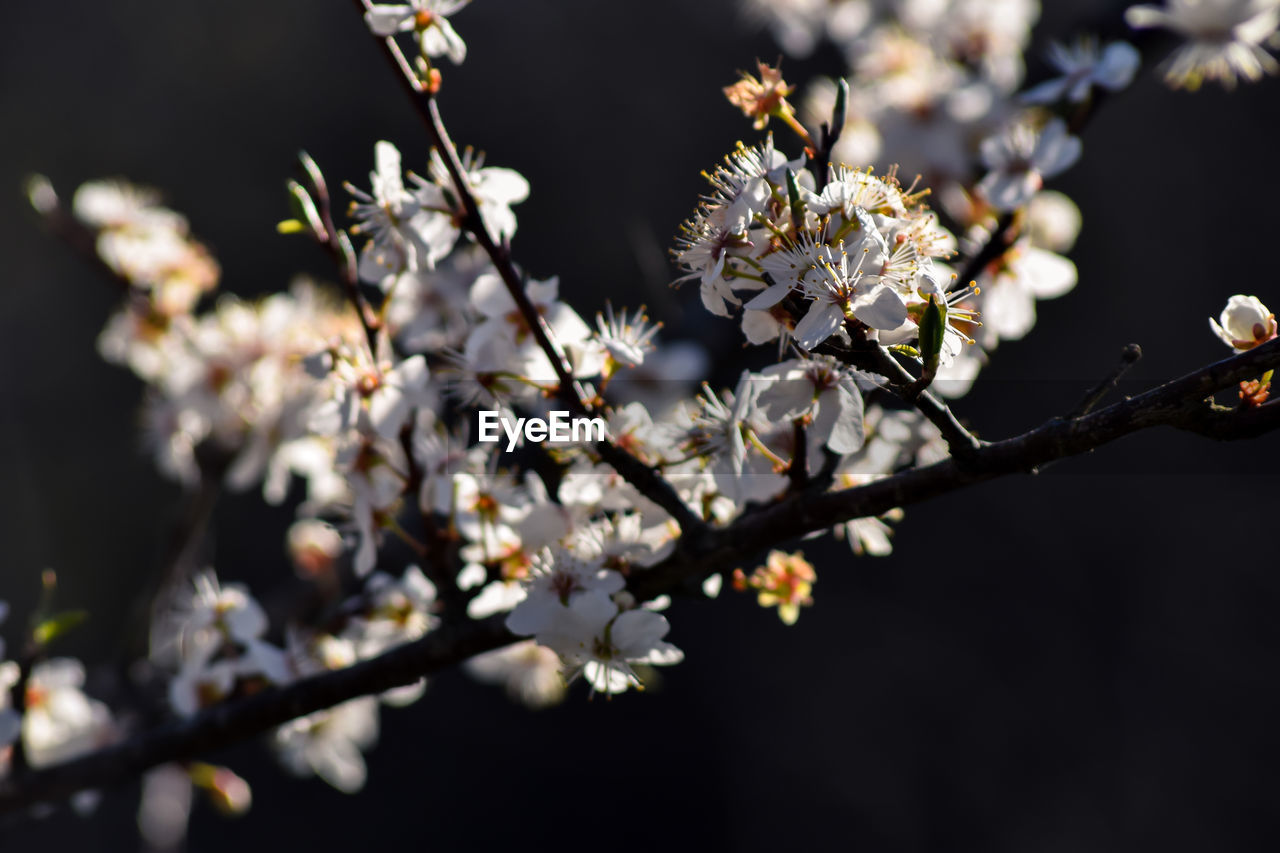 Close-up of cherry blossoms in spring