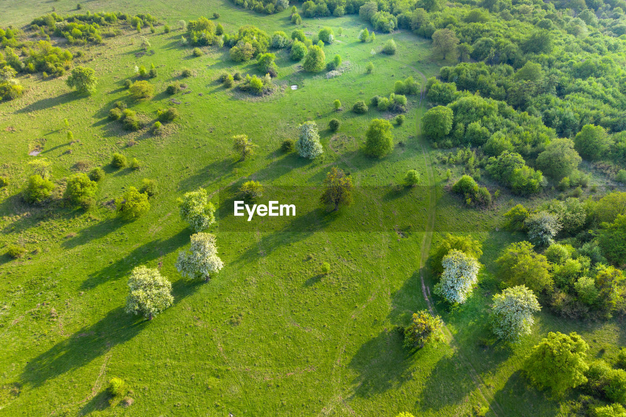 Aerial view of a green wild pasture, countryside range in the spring