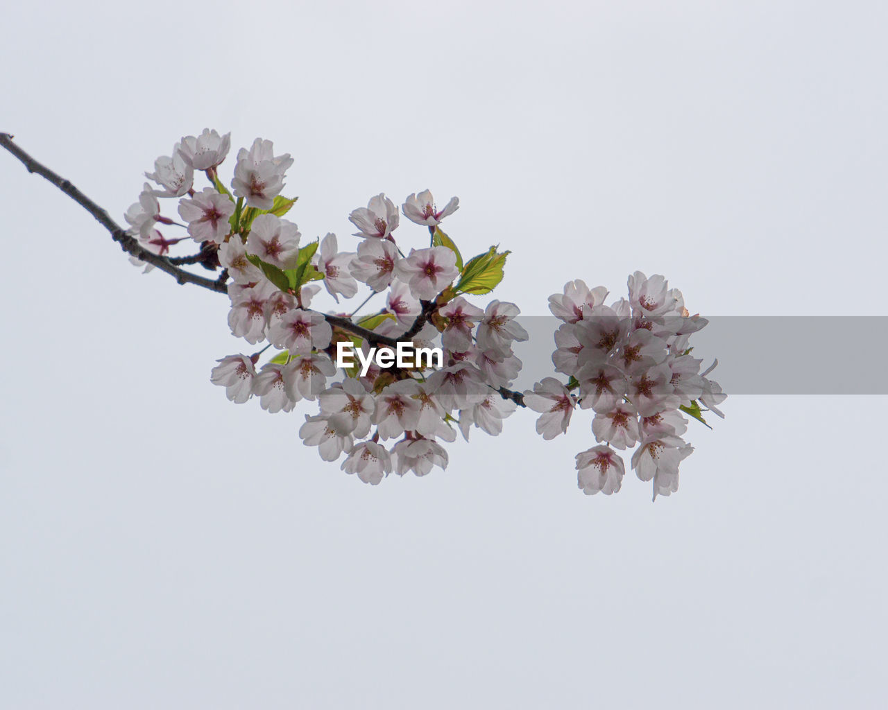 CLOSE-UP OF PINK CHERRY BLOSSOM AGAINST WHITE BACKGROUND