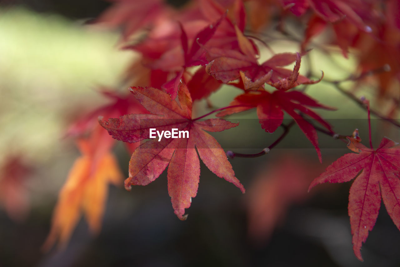 Close-up of maple leaves