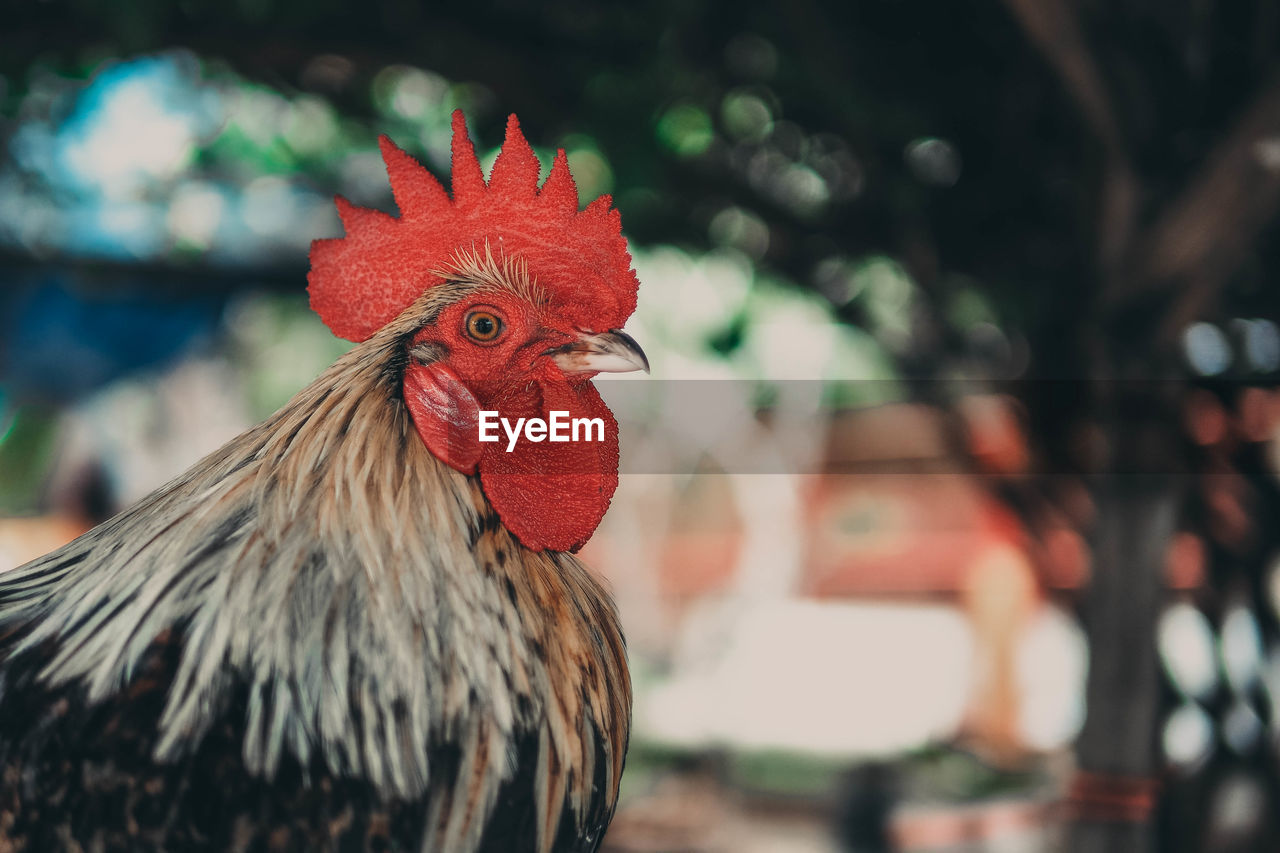 Profile view of rooster against tree