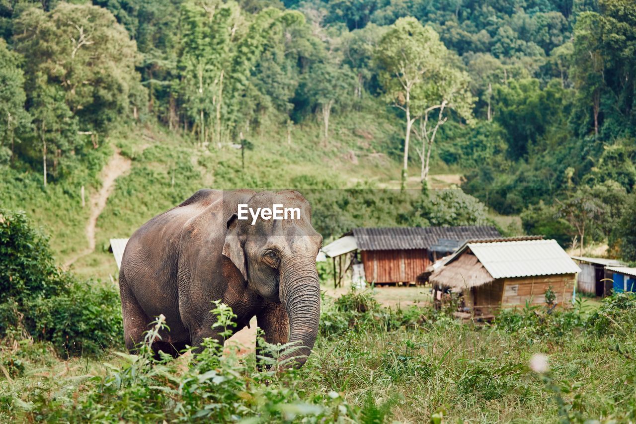 Close-up of elephant in forest