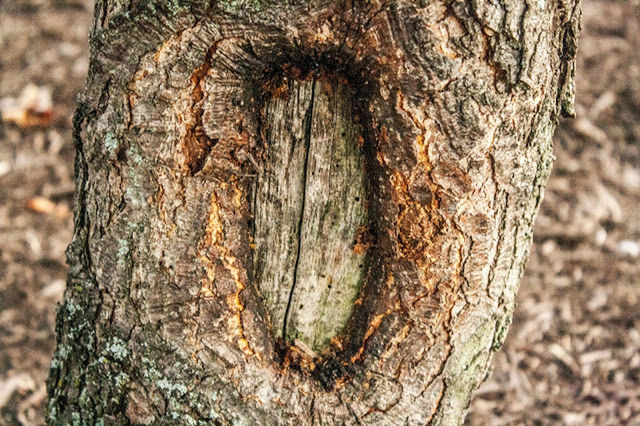 CLOSE-UP OF TREE TRUNK ON WOOD