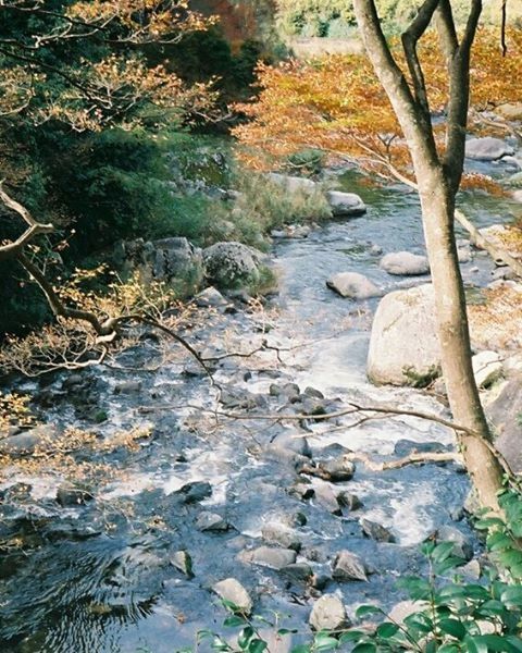 SCENIC VIEW OF RIVER IN FOREST