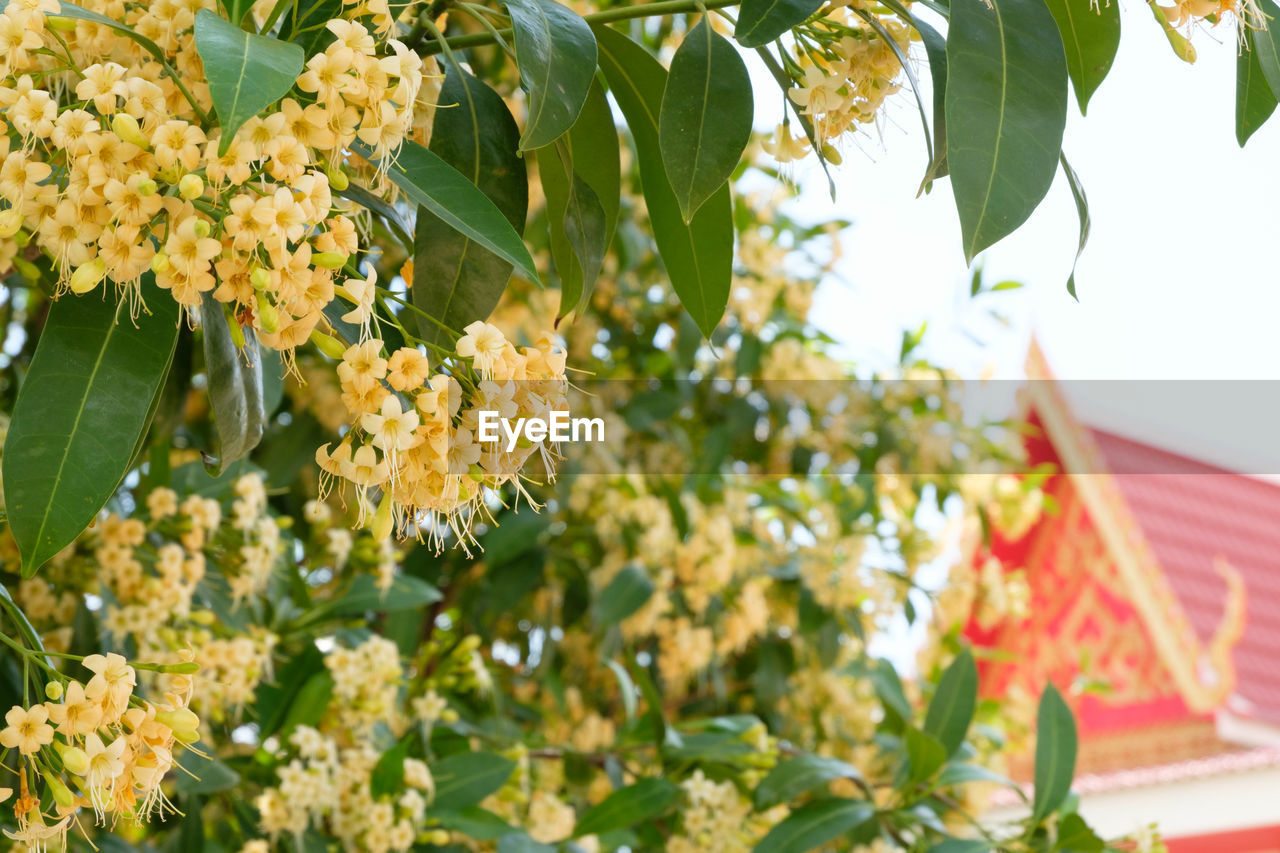 CLOSE-UP OF FLOWERING PLANT AGAINST YELLOW FLOWERS